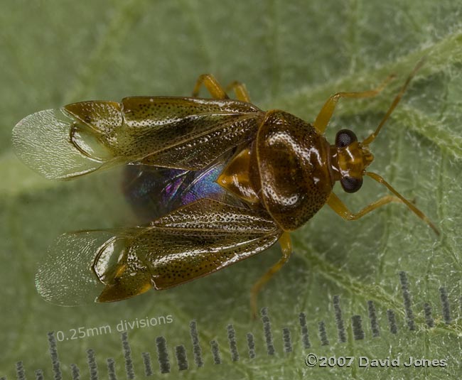 Unidentified bug on Willow opens its front wings