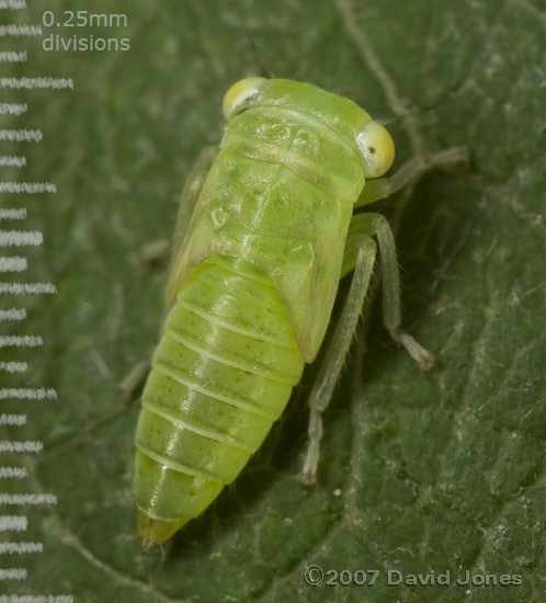 Frog-hopper or plant-hopper nymph on Willow