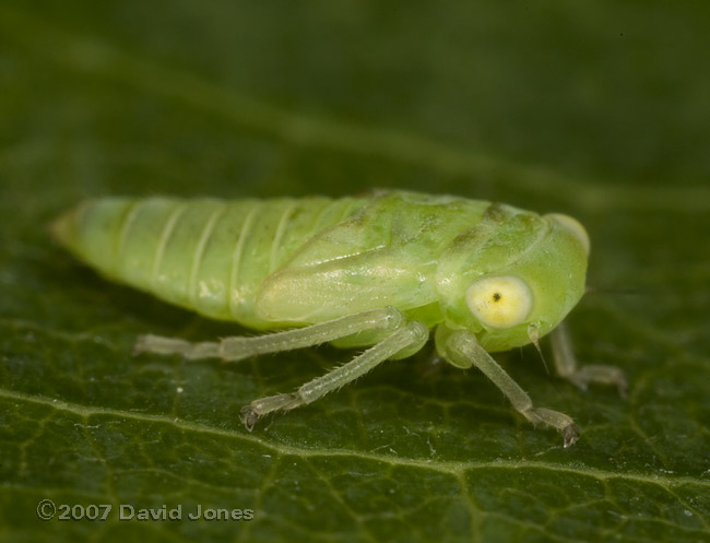 Frog-hopper or plant-hopper nymph on Willow - oblique view
