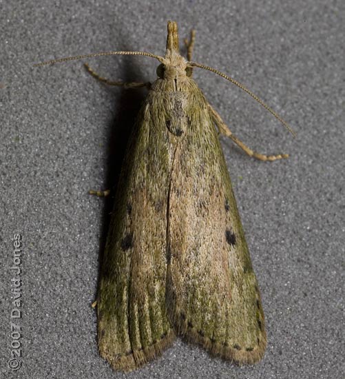  Female Bee Moth (Aphomia sociella) - a micro-moth