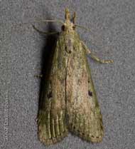  Female Bee Moth (Aphomia sociella) - a micro-moth