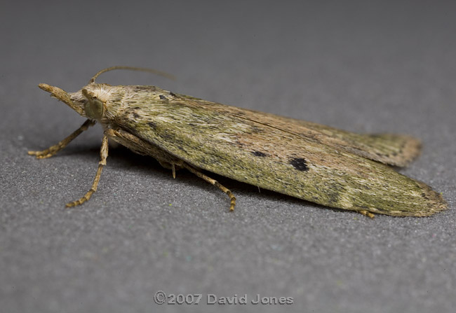  Female Bee Moth (Aphomia sociella) - a micro-moth - side view