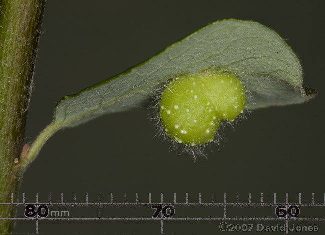 Gall on Willow leaf - 1