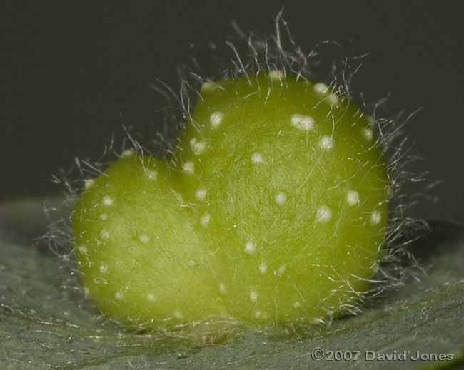 Gall on Willow leaf - close-up