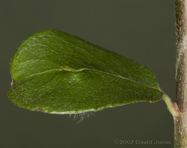 Gall on Willow leaf - top of leaf