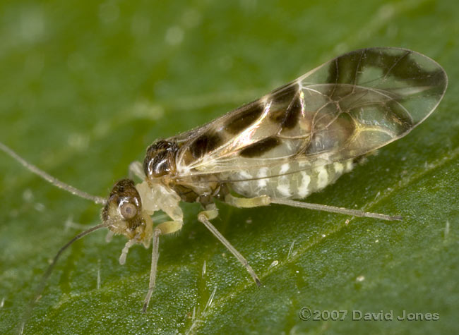 Barkfly (Graphopsocus cruciatus) on Elder - 1
