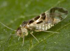 Barkfly (Graphopsocus cruciatus) on Elder