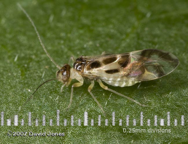 Barkfly (Graphopsocus cruciatus) on Elder - with scale