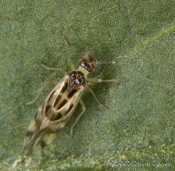 Barkfly (Graphopsocus cruciatus) on Elder - dorsal view