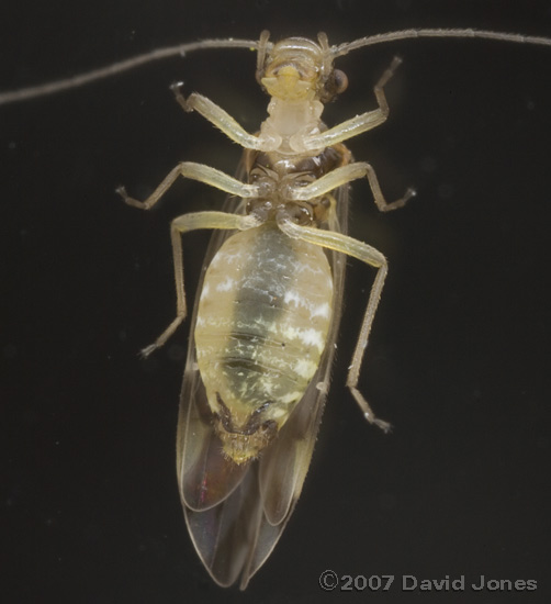 Barkfly (Graphopsocus cruciatus) on Elder - ventral view