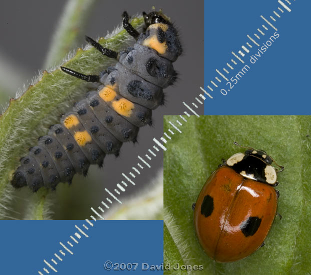 7-Spot Ladybird larva on Willowherb leaf (with 2-Spot for size comparison)