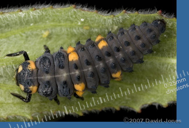 7-Spot Ladybird larva on Willowherb leaf