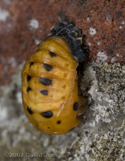 Ladybird pupa (possibly 7-spot) on brick wall