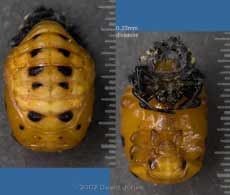 Ladybird pupa (possibly 7-spot) - dorsal and ventral views