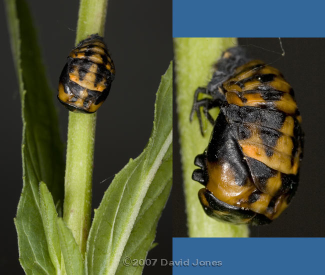 Ladybird pupa (possibly 7-spot) on Willowherb stem