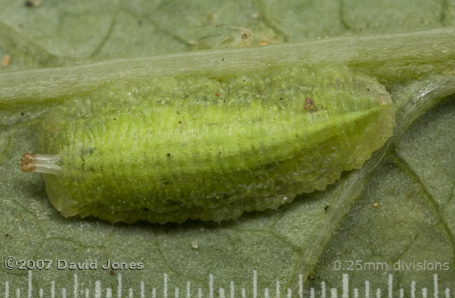 Hoverfly larva on Sow-thistle leaf
