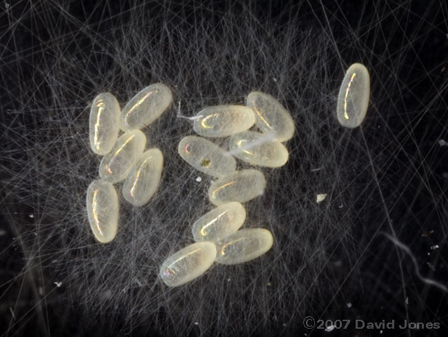 Barkfly eggs laid on glass - 2