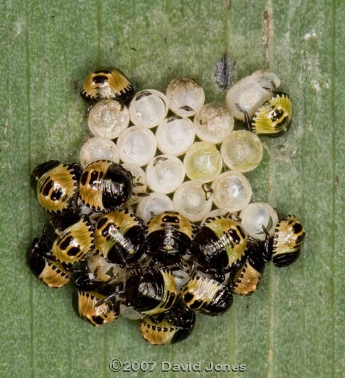 Newly hatched Shieldbug nymphs on Iris leaf