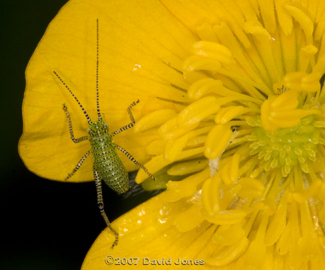 Bush Cricket nymph on Buttercup