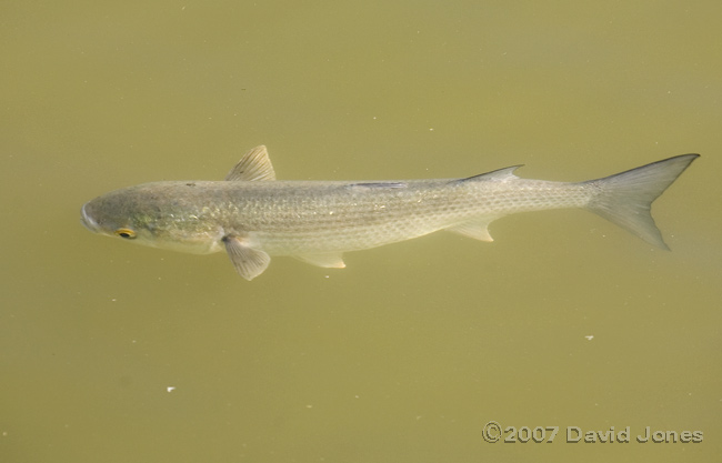 Mudeford Quay - A Thick-lipped Mullet