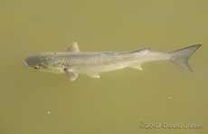 Mudeford Quay - A Thick-lipped Mullet