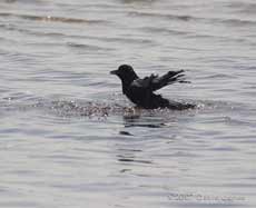 Mudeford Quay - Crow bathing