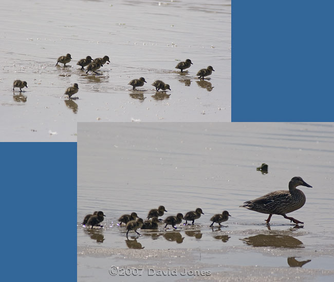 Mudeford Quay - Mallard Ducklings - 1