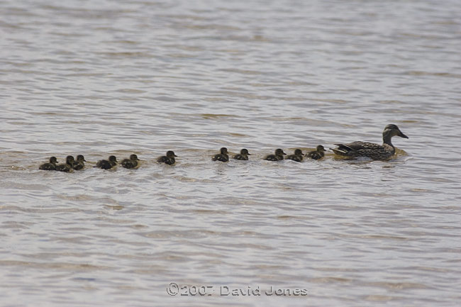 Mudeford Quay - Mallard Ducklings - 2