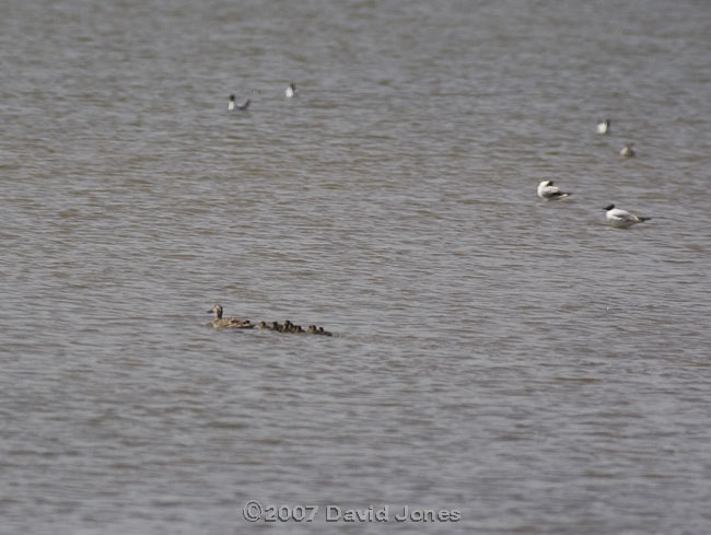 Mudeford Quay - Mallard Ducklings - 3