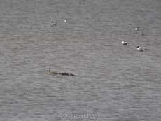 Mudeford Quay - Mallard Ducklings - 3