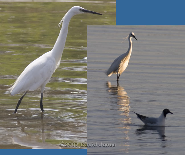 Mudeford Quay - Little Egret - a