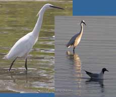 Mudeford Quay - Little Egret - 1