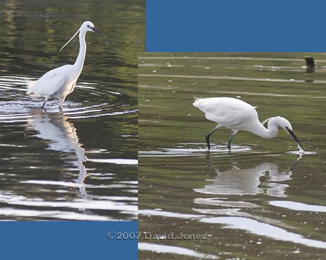 Mudeford Quay - Little Egret - b