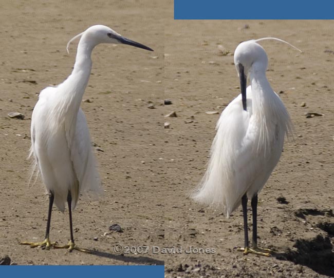 Mudeford Quay - Little Egret - 2