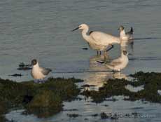 Mudeford Quay - Little Egret with Black-headed Gulls