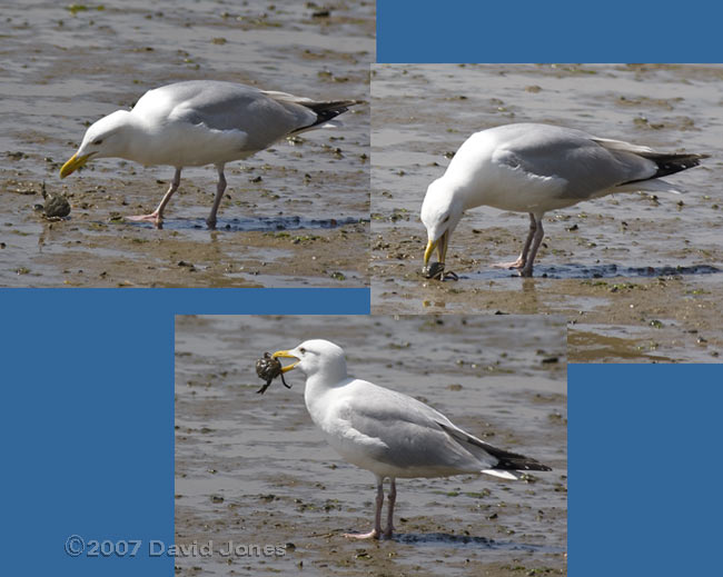 Mudeford Quay - A Common Gull eats a crab