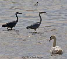 Mudeford Quay - Grey Herons with a Swan