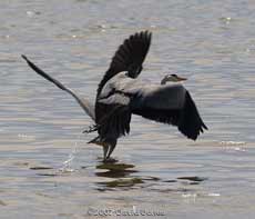 Mudeford Quay - Grey Herons leaving