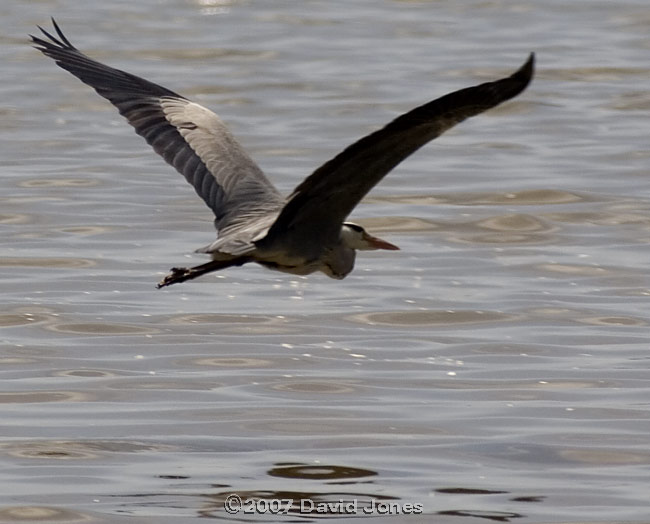 Mudeford Quay - Grey Heron in flight