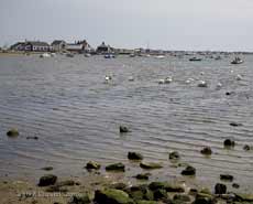 Mudeford Quay - Swans gather at outlet of fresh water stream