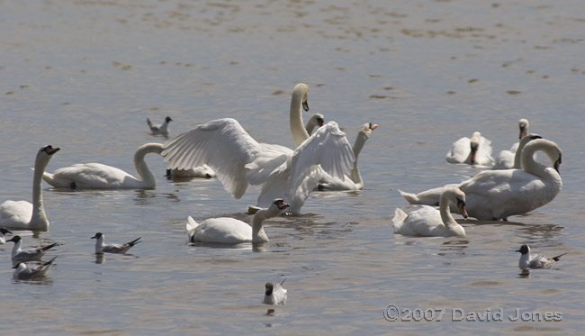 Mudeford Quay - Swans preening and drinking