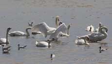Mudeford Quay - Swans preening and drinking