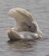 Mudeford Quay - A swan preens its wings
