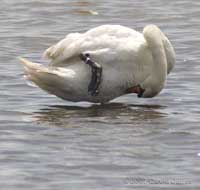 Mudeford Quay - A swan preens its underside