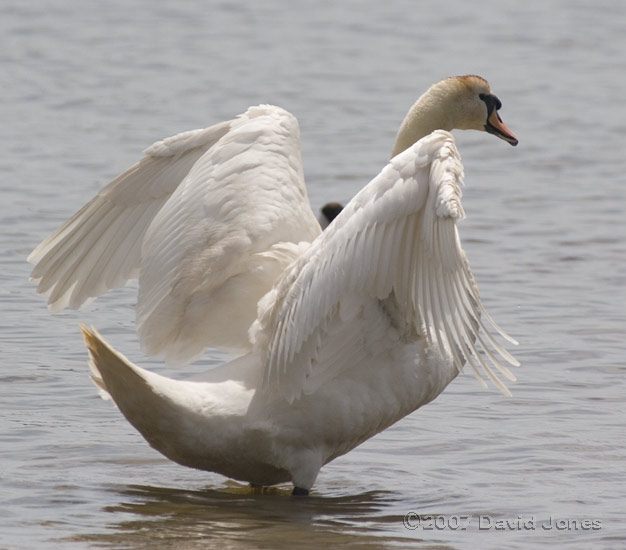 A swan stretches its wings after preening