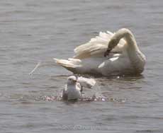 Mudeford Quay - Swan, and gull bathing