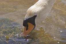 Mudeford Quay - A Swan feeding