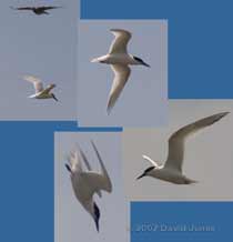 Mudeford Quay - A Tern fishing