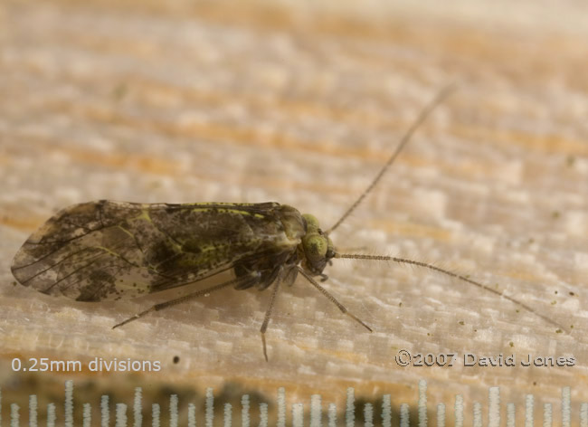 Barkfly on log - 1a