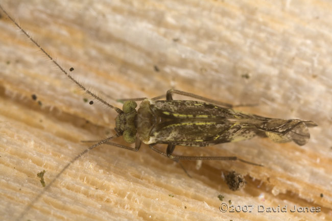 Barkfly on log - 1b